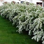 spiraea