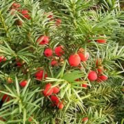 taxus