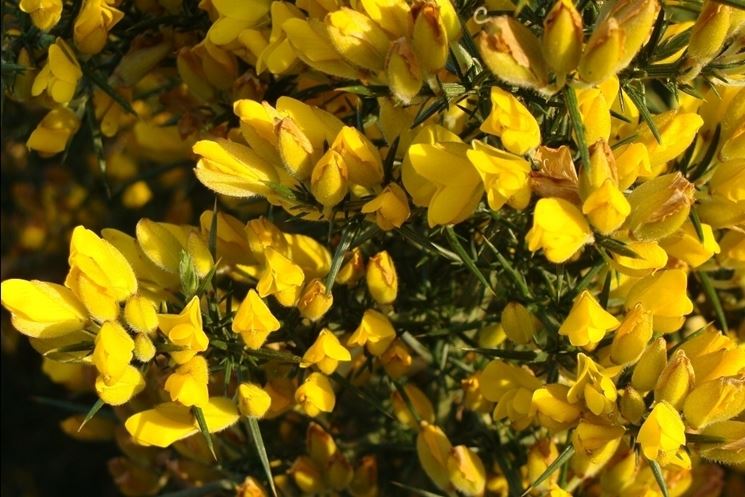 ulex europeus