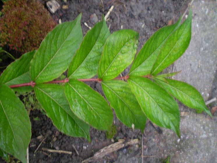 foglie di weigelia