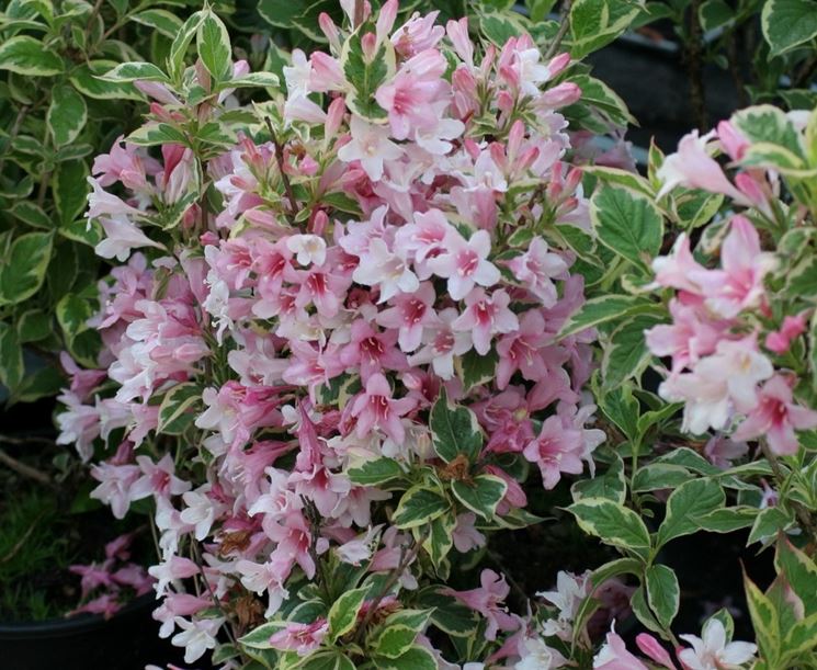 weigela variegata