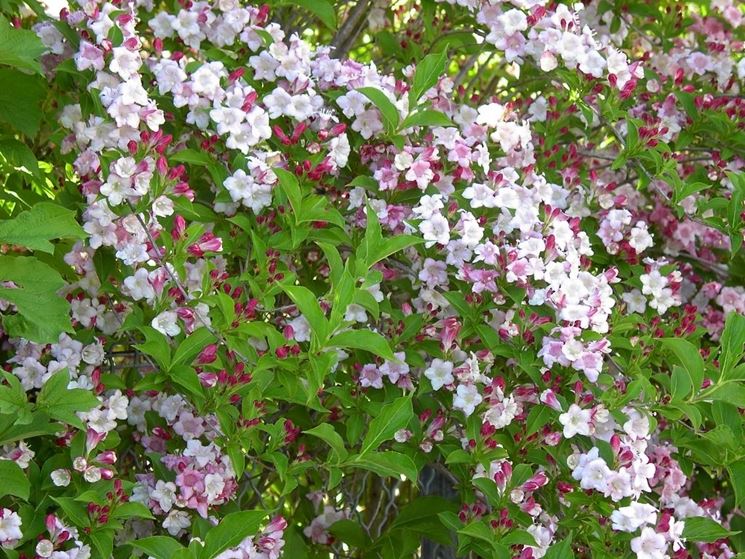 weigela