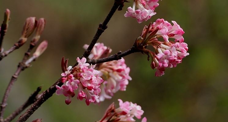 Viburnum grandiflorum