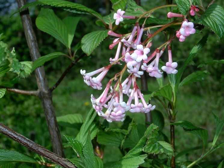 Viburnum fragrans