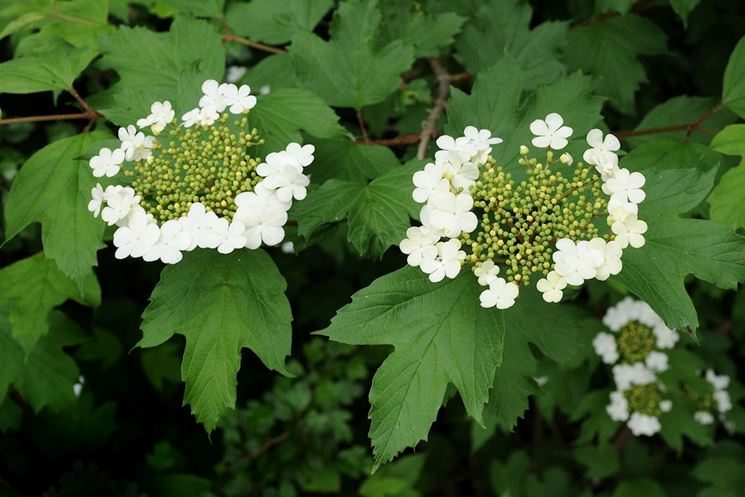 Viburnum opulus