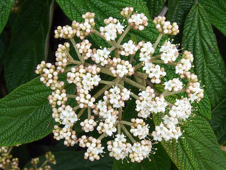 Viburnum rhytidophyllum