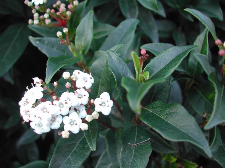 Viburnum tinus