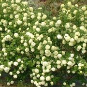 viburnum