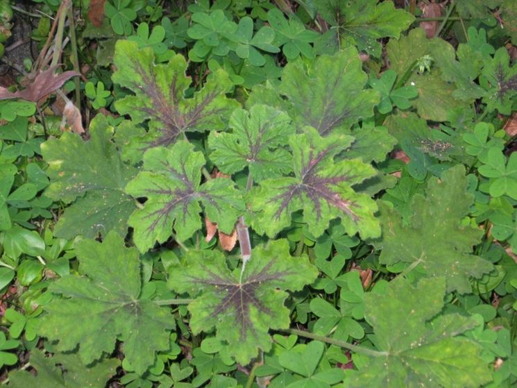 Chocolate Peppermint: Le foglie profumate di menta
