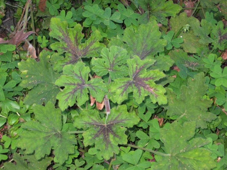 Chocolate Peppermint: Le foglie profumate di menta