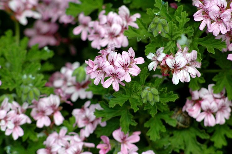 pelargonium