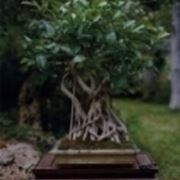 ficus bonsai