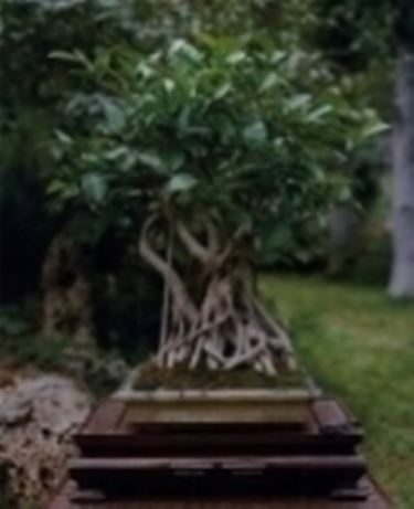 ficus bonsai