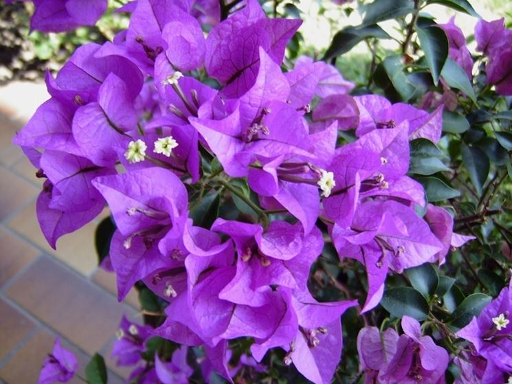 bougainville