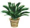 cycas revoluta 2.JPG (23181 byte)