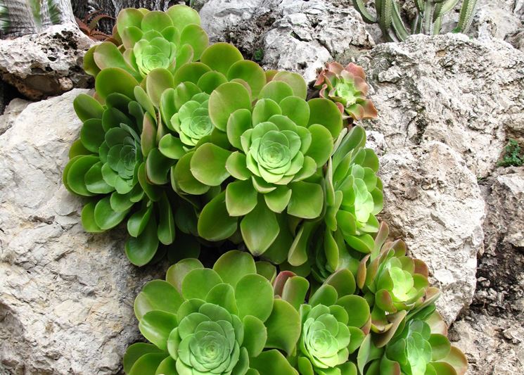 aeonium su roccia