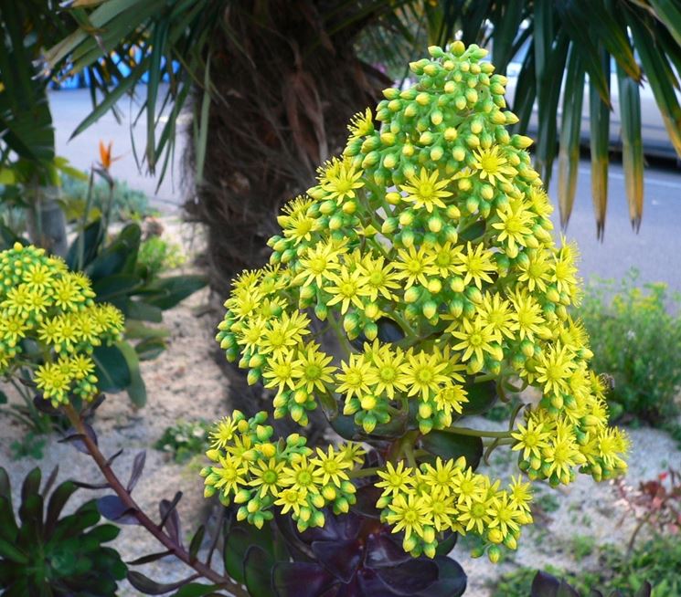 aeonium arboreum