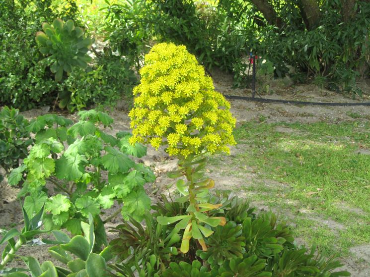 aeonium arboreum fiore