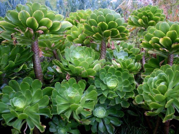 aeonium foglie