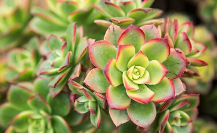 foglie aeonium