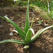 Aloe 