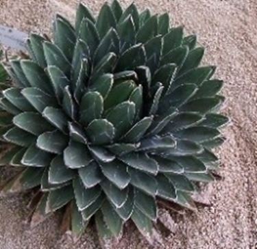 Agave Aloe 