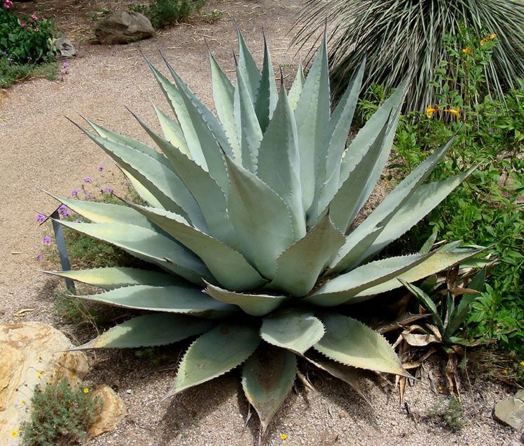 Agave Aloe 