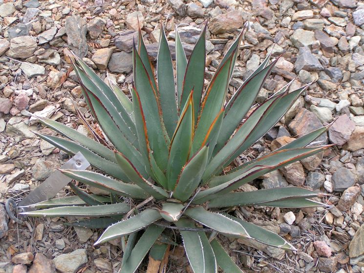 foglie di agave