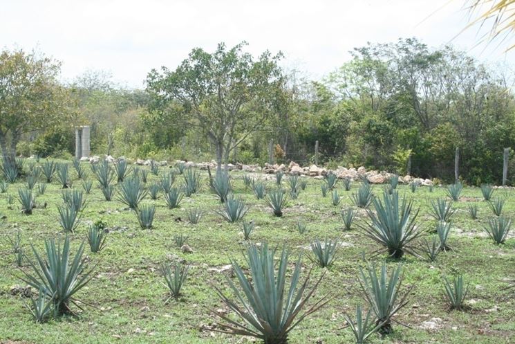 agave per tequila