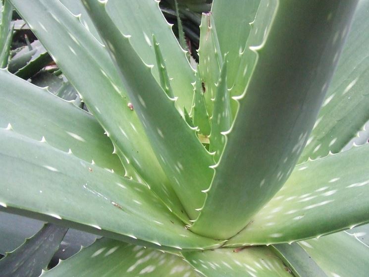 aloe pianta