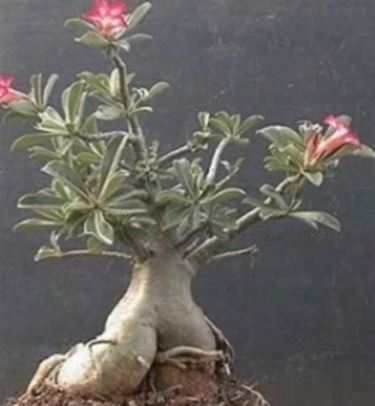 adenium