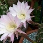 Echinopsis 