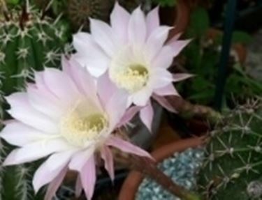 Echinopsis 