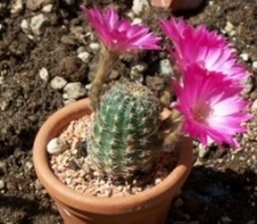 Echinopsis 