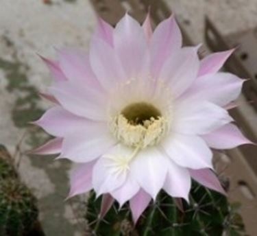 Echinopsis 