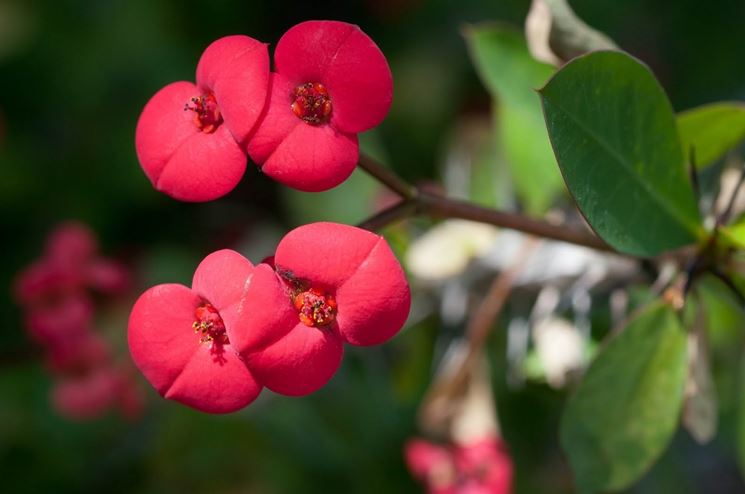 Euphorbia milii 