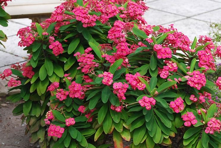 fiori euphorbia