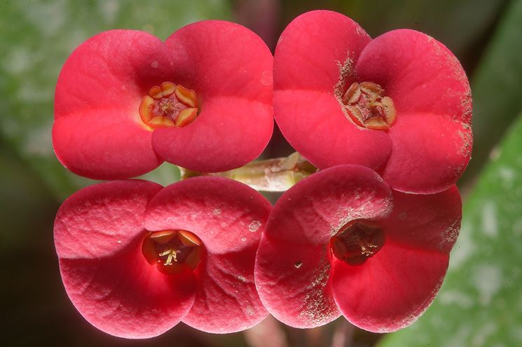 fiori euphorbia