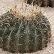 Ferocactus  