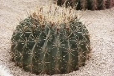 Ferocactus  