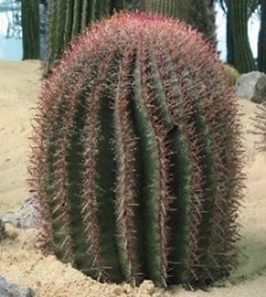 Ferocactus  