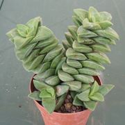 piante grasse succulente