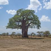 Baobab