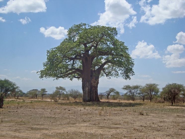 Baobab