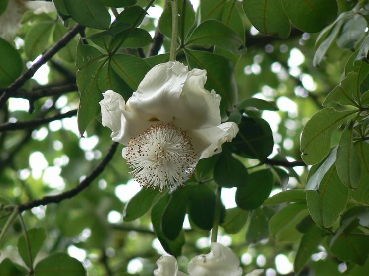 Baobab fiori