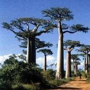 baobab albero