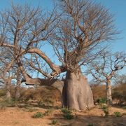 adansonia digitata