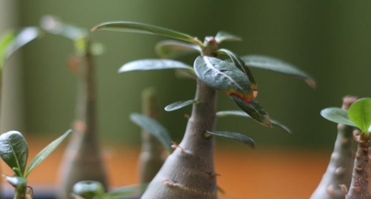 pianta di adenium