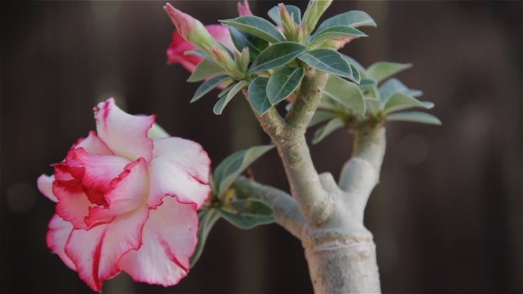 foglia <em>adenium</em> obesum