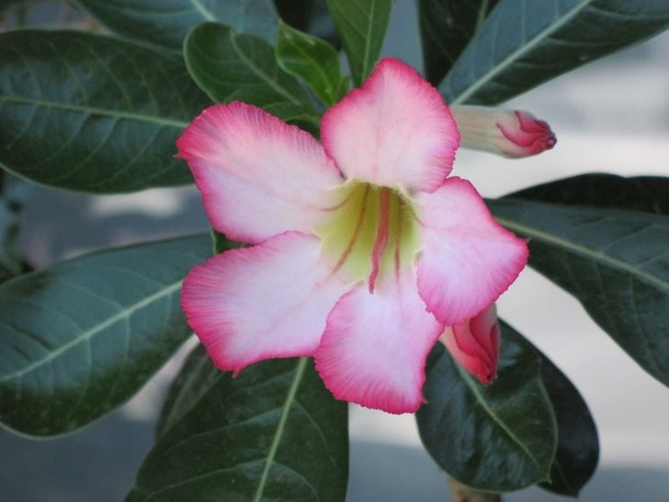 fiori adenium